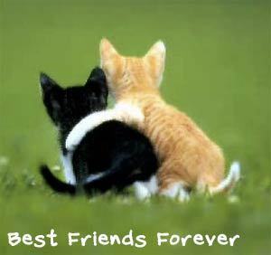 BFF - kittens
